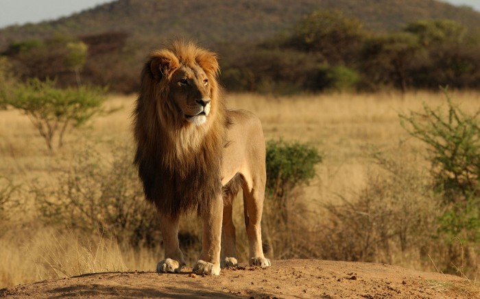 african-lion