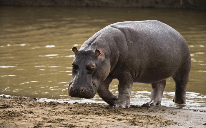 hippopotamus-113